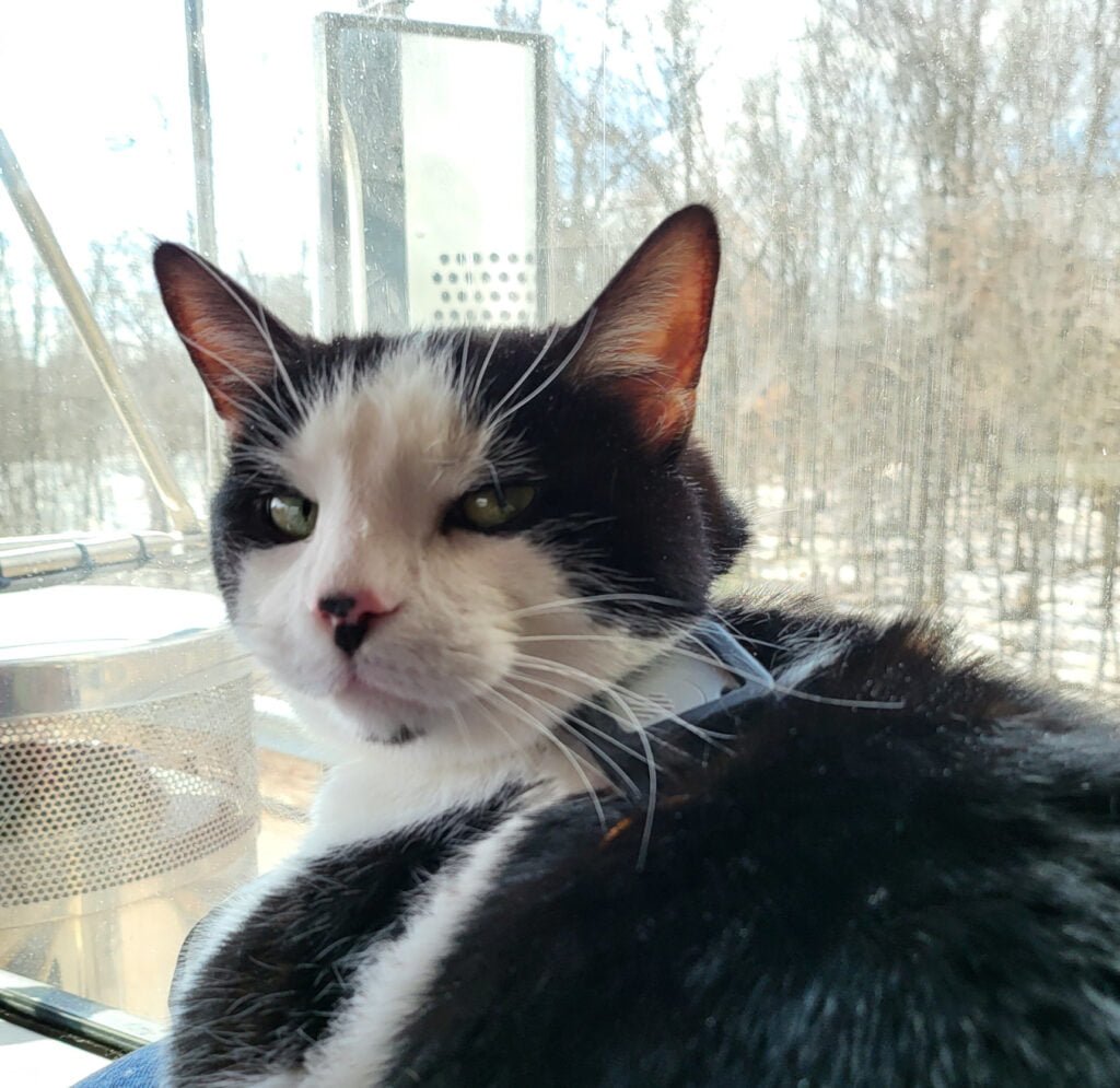 Pipsqueak