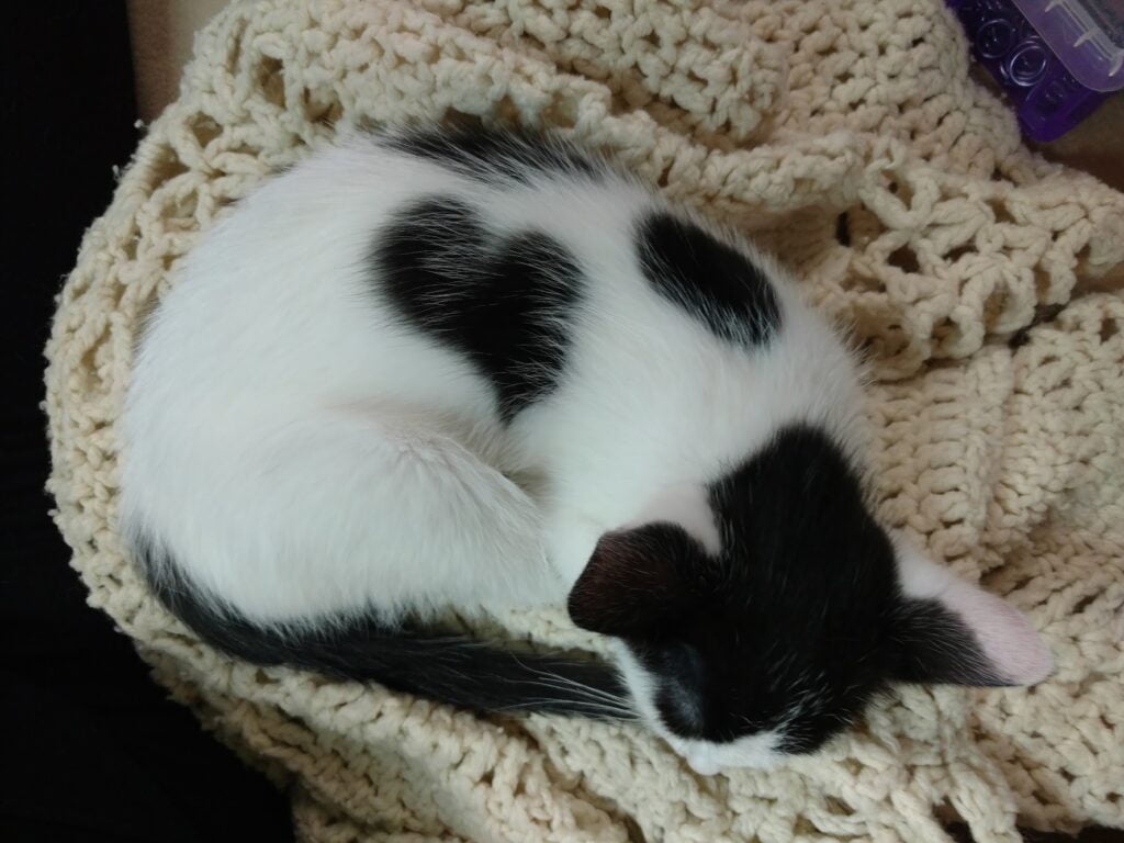 Sweetpea