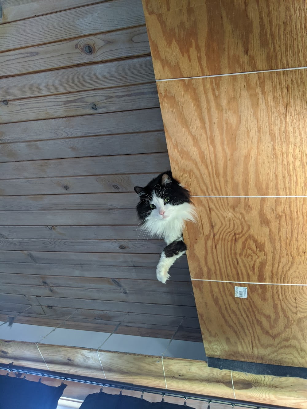 Mog